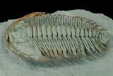 Lower Cambrian Trilobite (Longianda) - Issafen, Morocco #167890-6